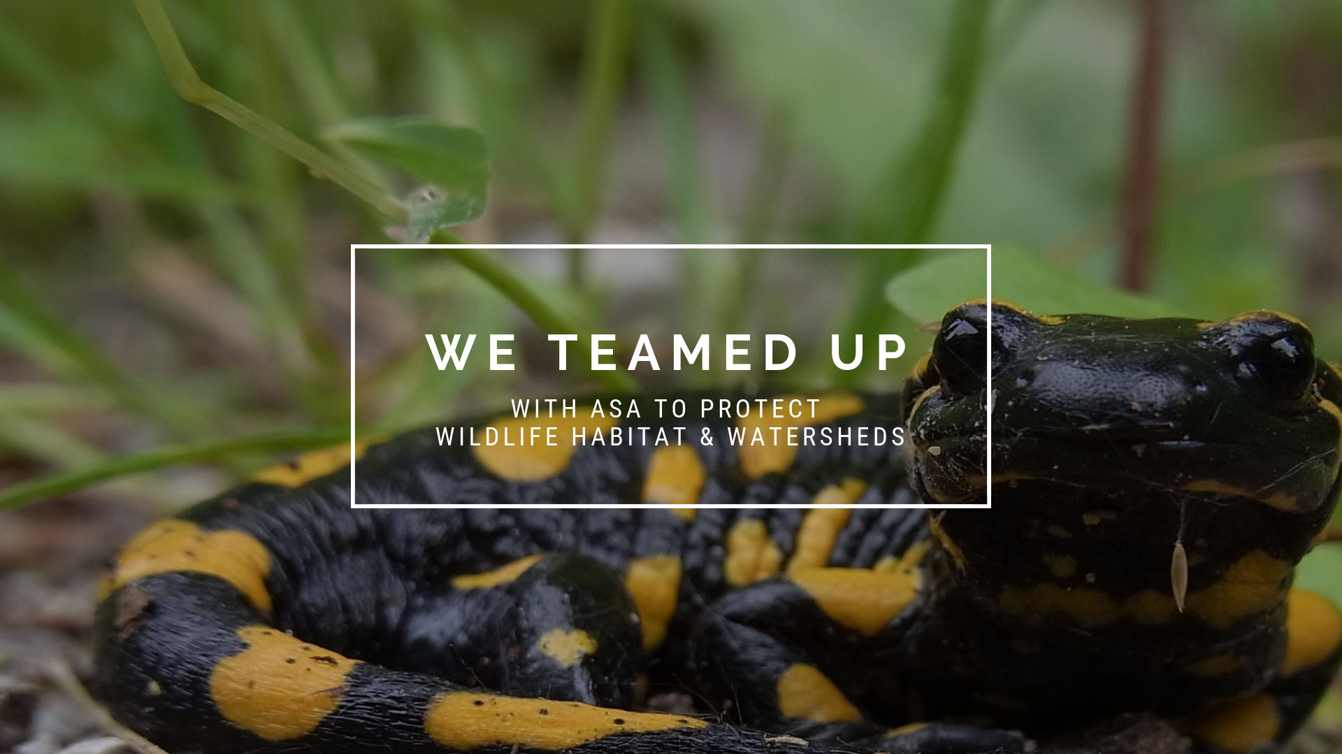 ASA and Liquid Spark Partner to Protect Wildlife Habitat and Watersheds
